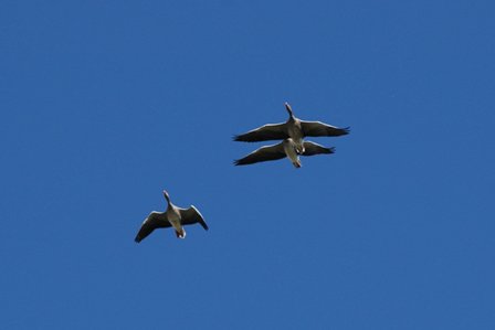 dän12