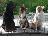 Freunde