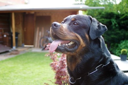 Uncas