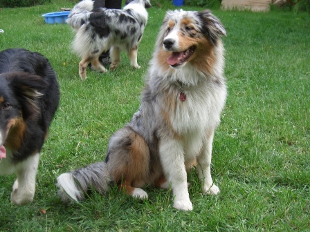dalli