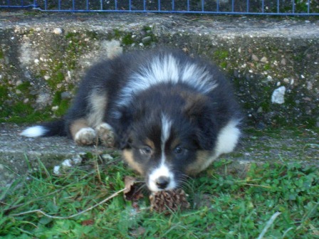 josie1