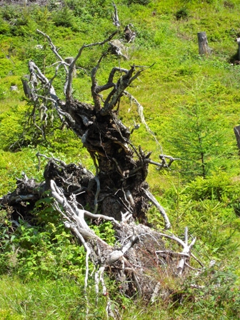Natur13