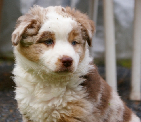 Kaya